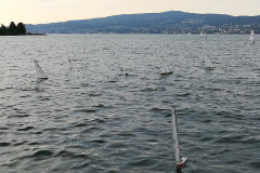 IMG_20190703_191207_resized_20190706_090837534